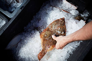 Dogfish-New-Hampshire-Fishermen-Fresh-Se